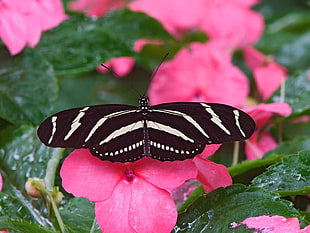 Zebra Longwing Butterfly perched on pink Periwinkle flower